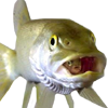 Fishicon.png