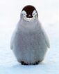 Penguin-chick evil.jpg