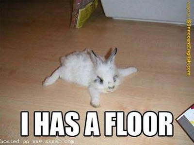 Funny-floor-bunny.png