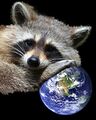 Raccoon and Earth.jpg
