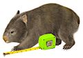 Wombat and tape measure.jpg