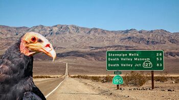 Vulture in Death Valley.jpg