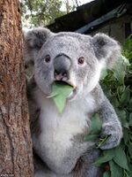 Koala A.jpg