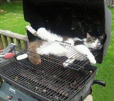 Barbecue cat.jpg