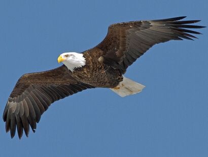 An eagle flying.jpg