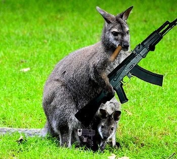 Kangaroo armed 02.jpg