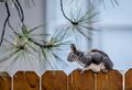 Squirrel on fence.jpg